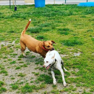 Tobey Dog Park photo 2